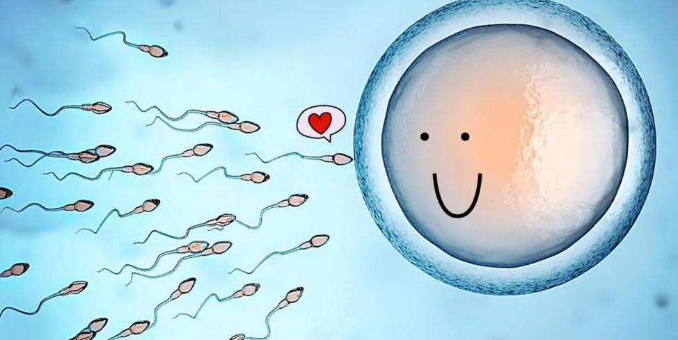 精子和卵子结合多久能测出怀孕
